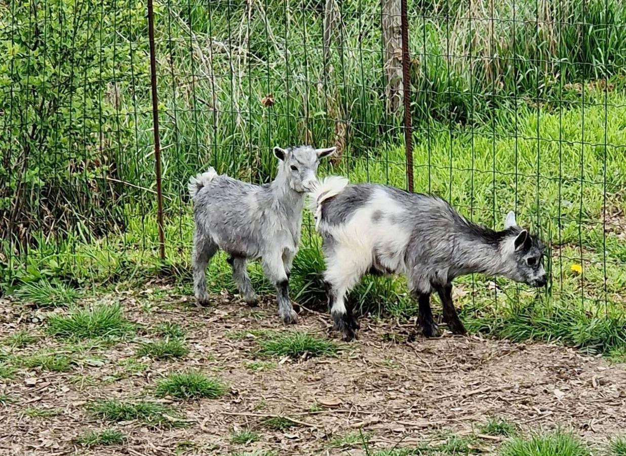 Marigny-les-Reullee Domaine Des Gallinaces Chalet Sussex 2-4P מראה חיצוני תמונה